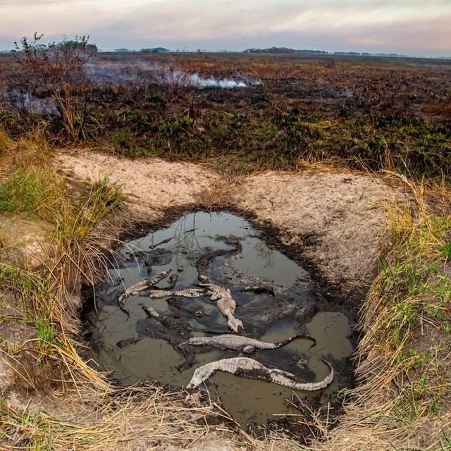 Preocupan los incontrolables incendios en Corrientes, una de las regiones con mayor biodiversidad de Argentina