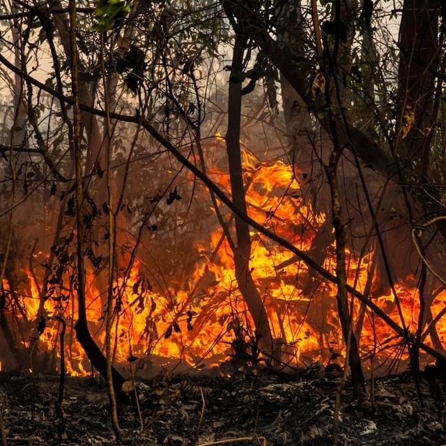 image incendios en Corrientes Preocupan los incontrolables incendios en Corrientes 2