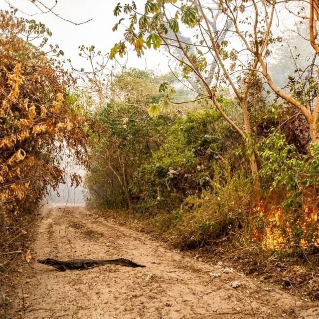 image incendios en Corrientes Preocupan los incontrolables incendios en Corrientes 3