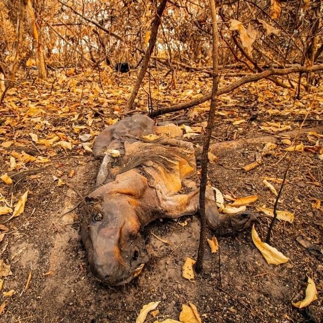 image incendios en Corrientes Preocupan los incontrolables incendios en Corrientes 4