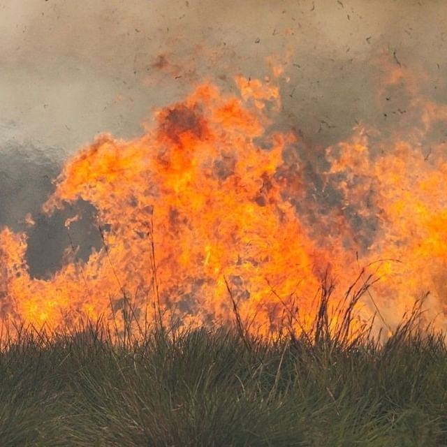 image incendios en Corrientes Preocupan los incontrolables incendios en Corrientes 6