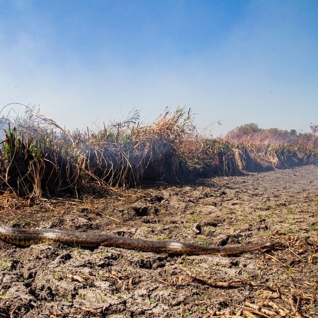 image incendios en Corrientes Preocupan los incontrolables incendios en Corrientes 8