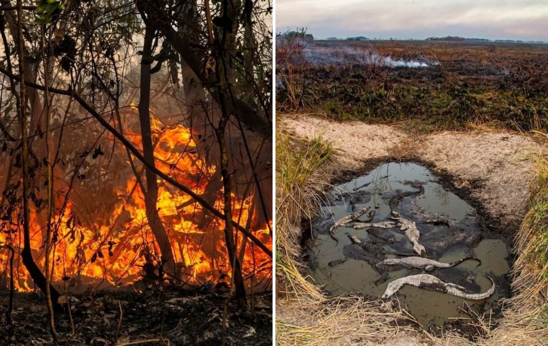 Preocupan los incontrolables incendios en Corrientes