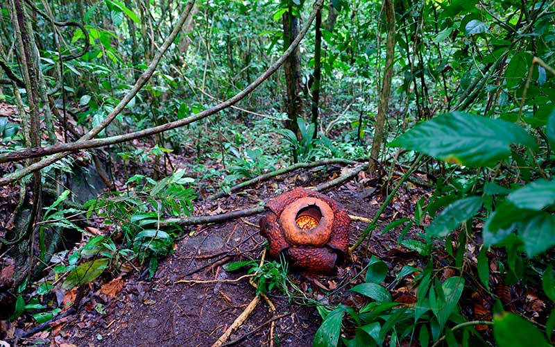 image Rafflesia arnoldi3