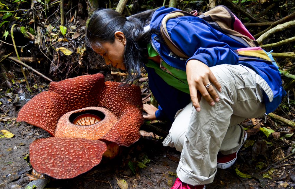 image Rafflesia arnoldii hunt