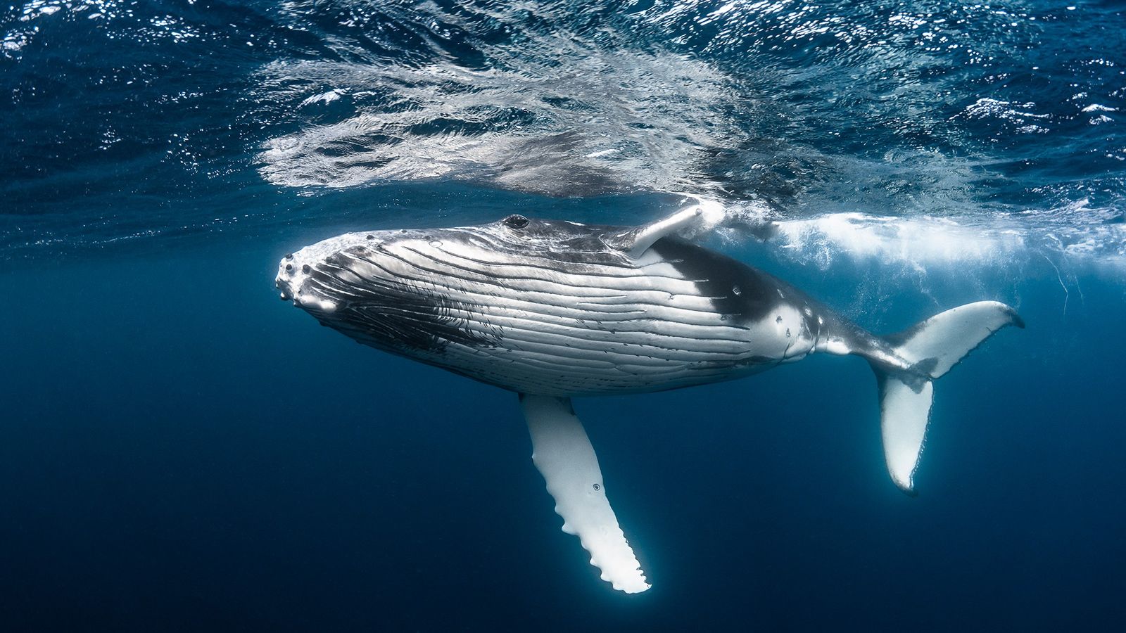 caza-de-ballenas-en-islandia-1