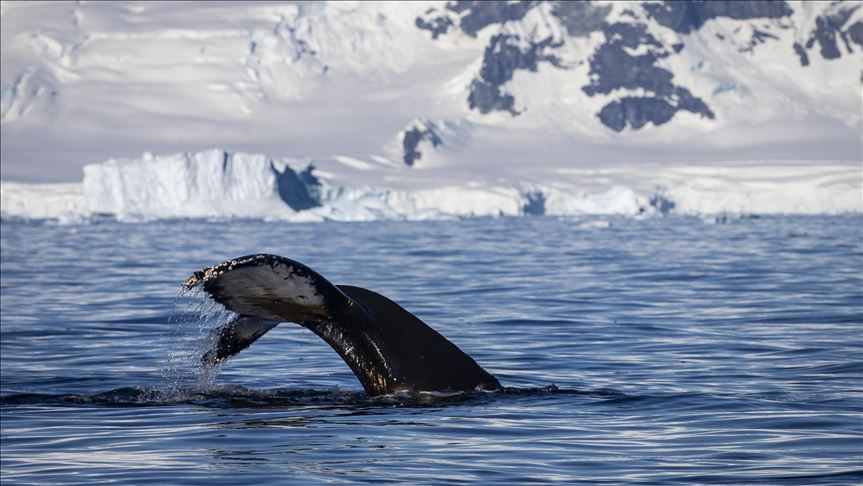 Islandia prohibirá oficialmente la caza de ballenas para 2024