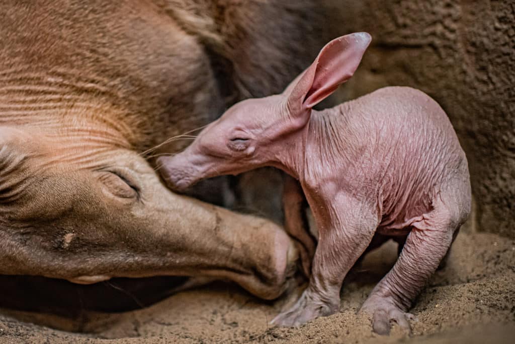 CHESTER ZOO