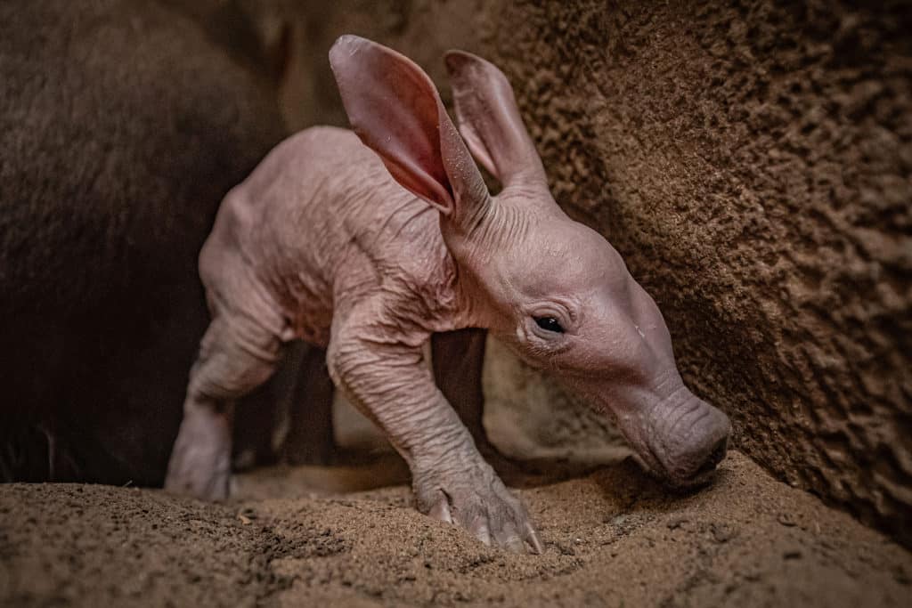 CHESTER ZOO