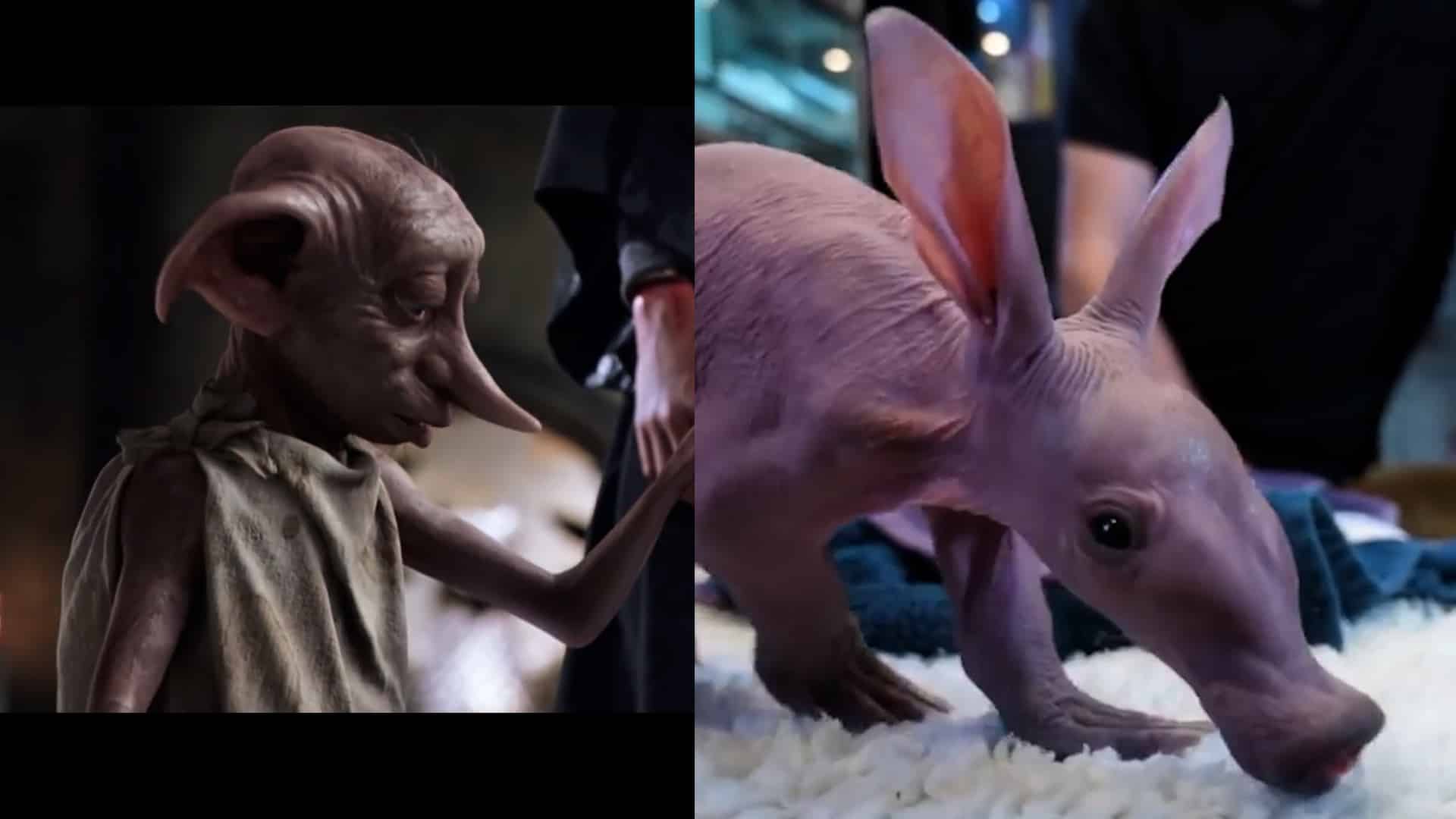 dobby