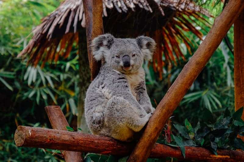 koalas en peligro de extinción - Australia