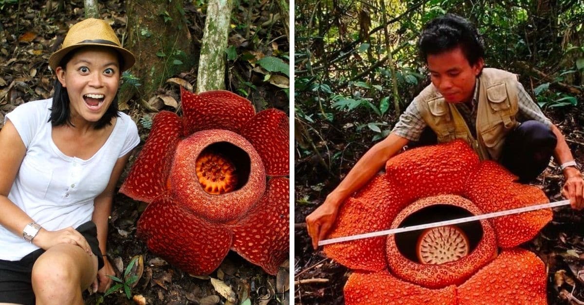 la flor más grande del mundo