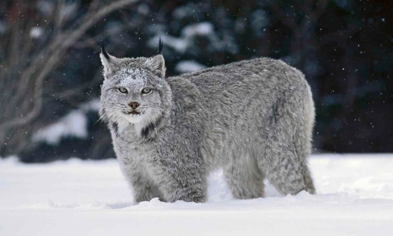 image lince canadiense