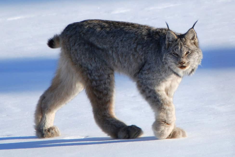 image lince canadiense2