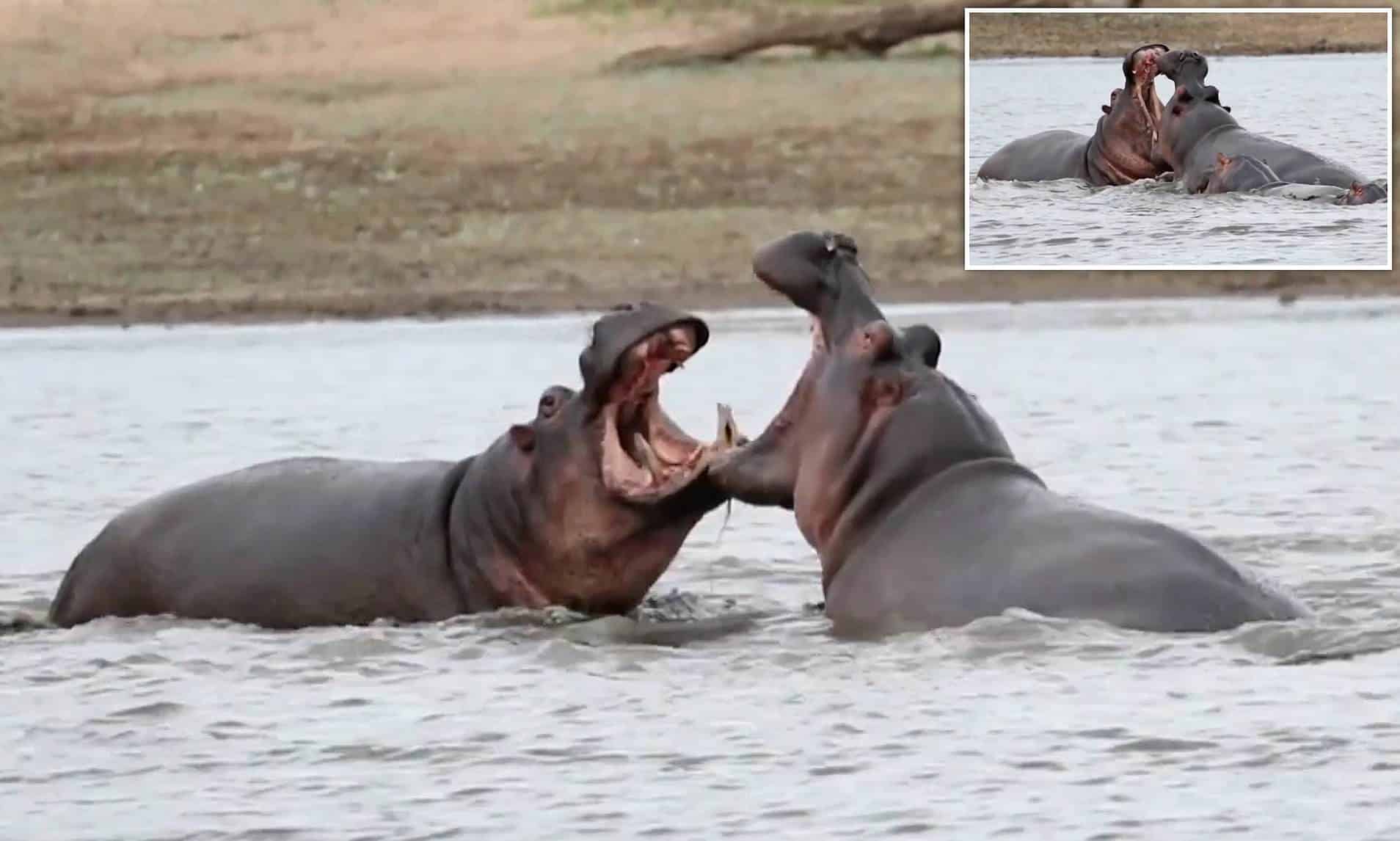 pelea de hipopotamos