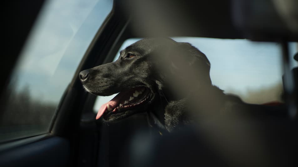 perro en carretera