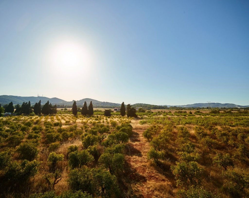 image Calvin Harris terra masia granja ecologica ibiza calvin harris 2