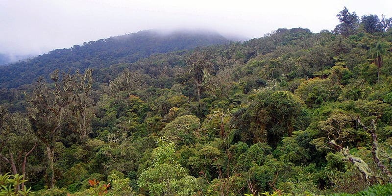 image parques nacionales de bolivia 1 Parque Nacional Amboro