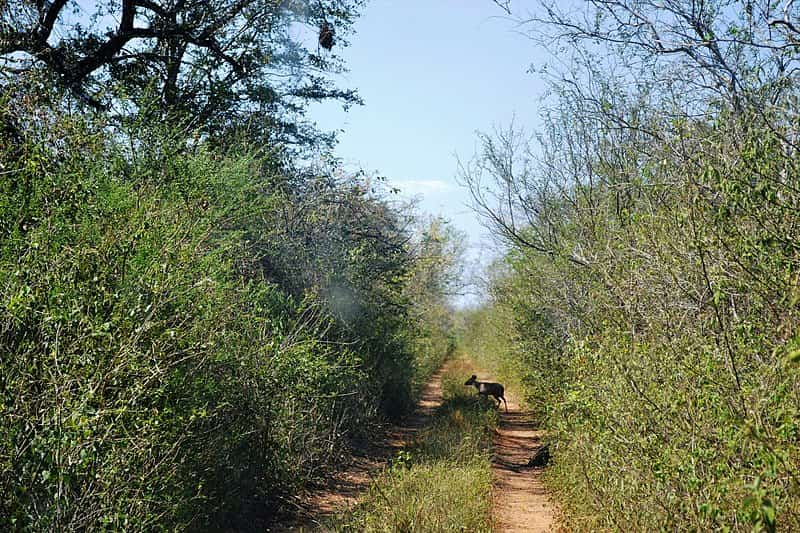 image parques nacionales de bolivia 3 Parque Nacional Kaa Iya del Gran Chaco