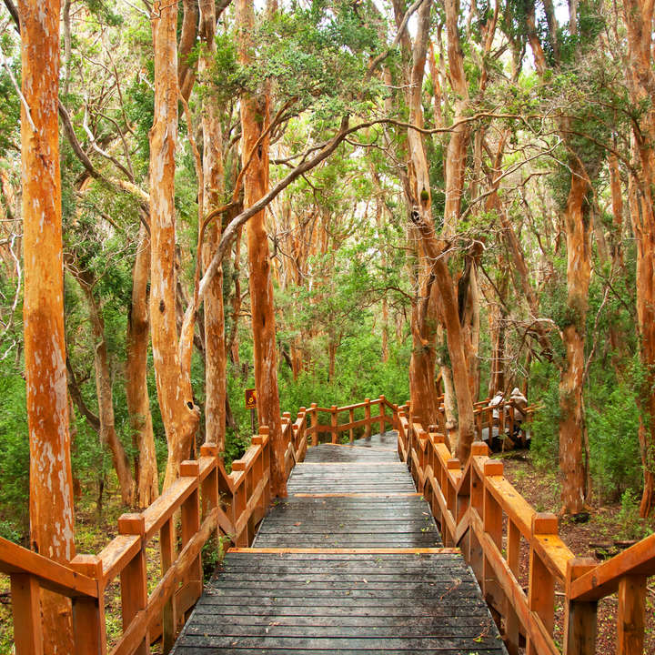 Día Internacional de los Bosques: los 6 bosques más destacados de Latinoamérica