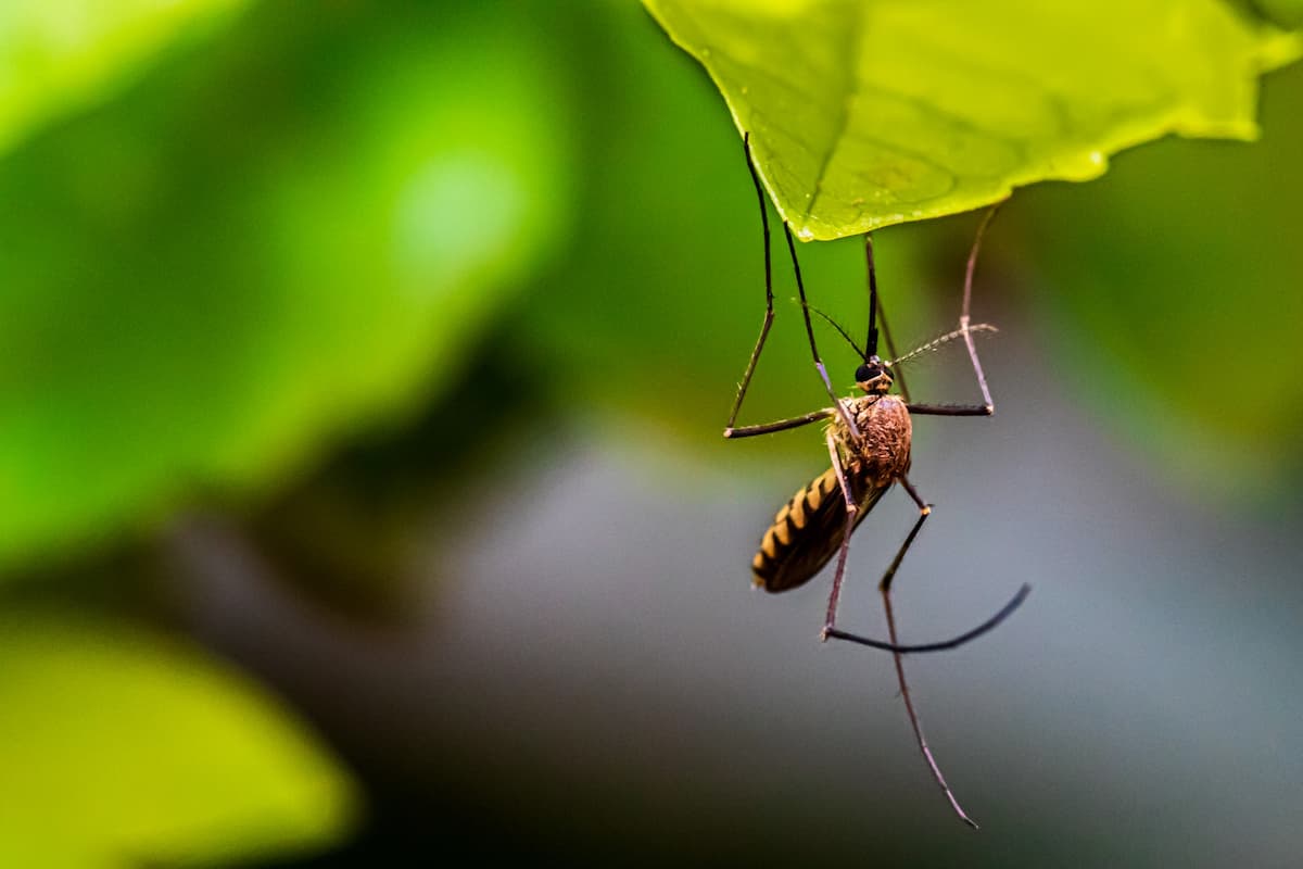 Estados Unidos: liberarán millones de mosquitos modificados genéticamente