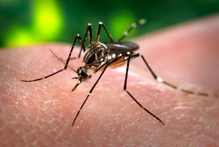 Estados Unidos - liberarán mosquitos modificados genéticamente