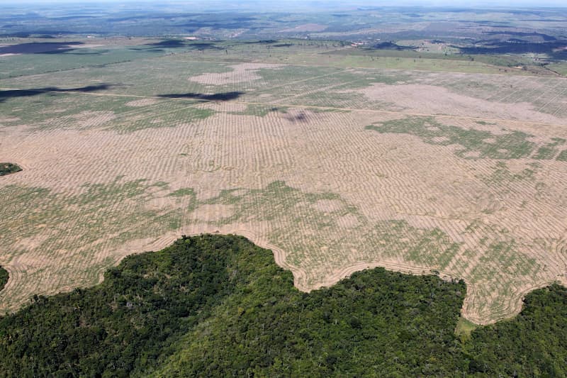 La selva amazónica podría convertirse en una sabana