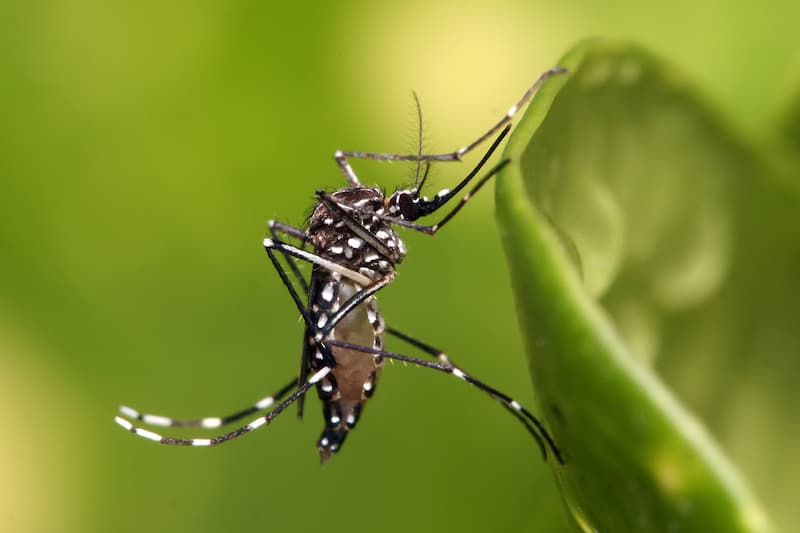 Liberarán mosquitos modificados genéticamente