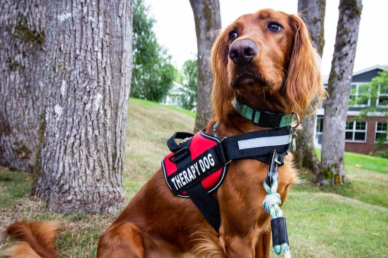 Nuevo estudio revela el efecto medicinal del cariño de los perros