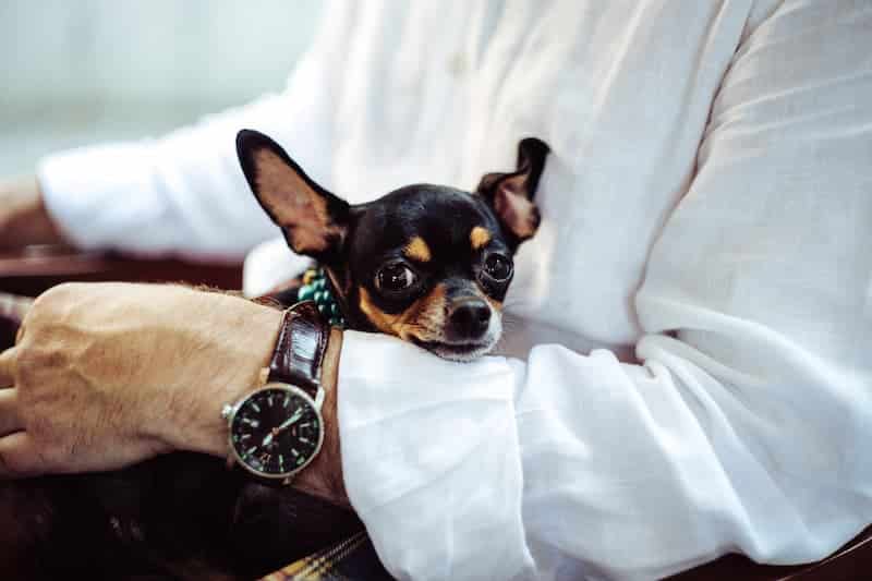 Perros de terapia y su efecto medicinal