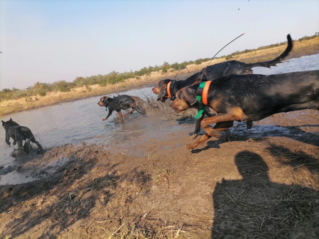 Perros entrenados para proteger la vida silvestre han salvado a 45 rinocerontes de los cazadores furtivos en Sudáfrica