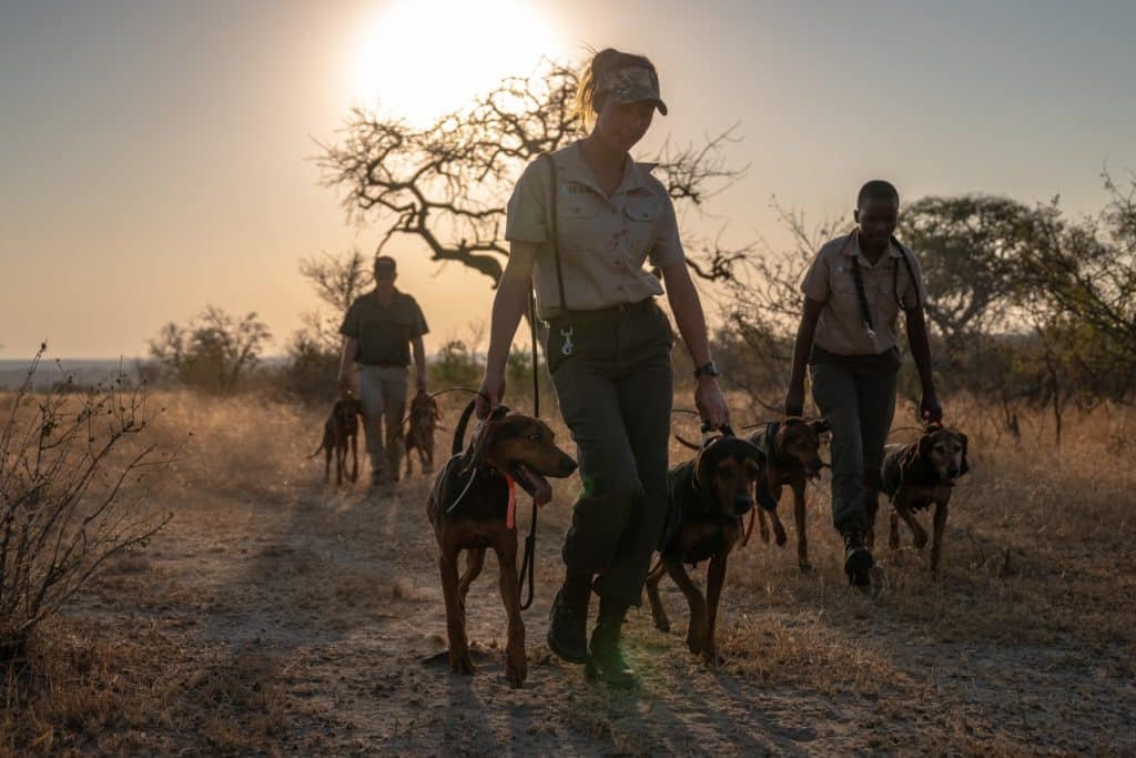 Perros entrenados para proteger la vida silvestre han salvado a 45 rinocerontes de los cazadores furtivos en Sudáfrica