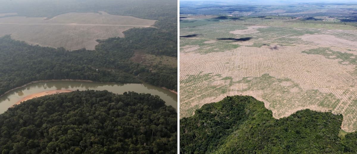 La selva amazónica se acerca a un punto en el que podría convertirse en una sabana, según nuevo estudio