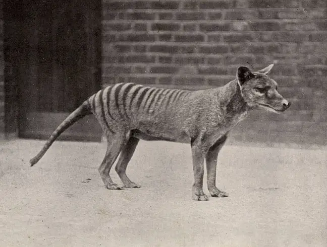 Tigre de Tasmania