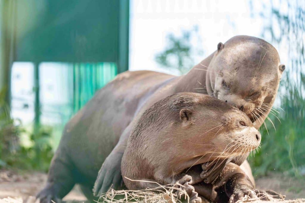 image nutria gigante Traslado Ariranha Matias Rebak 659 1