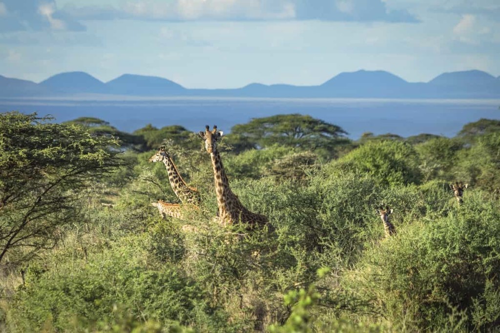 Viajar a Kenia