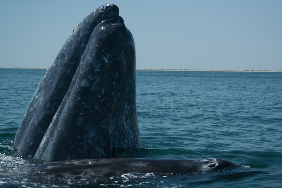 ballena en mexico