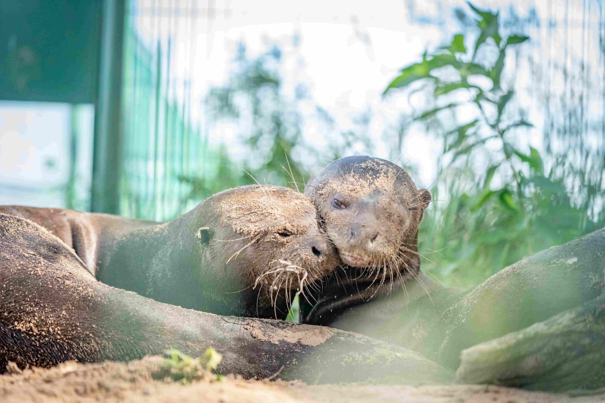 pareja-nutria-gigante-parque-iberá-argentina