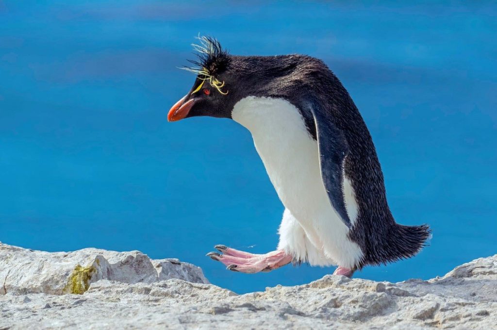 El Pingüino de Penacho Amarillo es furor y son los últimos días para verlo en Argentina