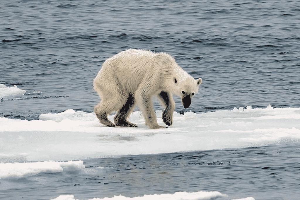 Según la NASA, el hielo marino del invierno Ártico del 2022 es el décimo más bajo registrado