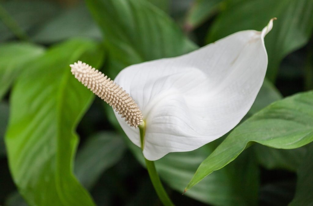 image nasa Flor del Spathiphylum