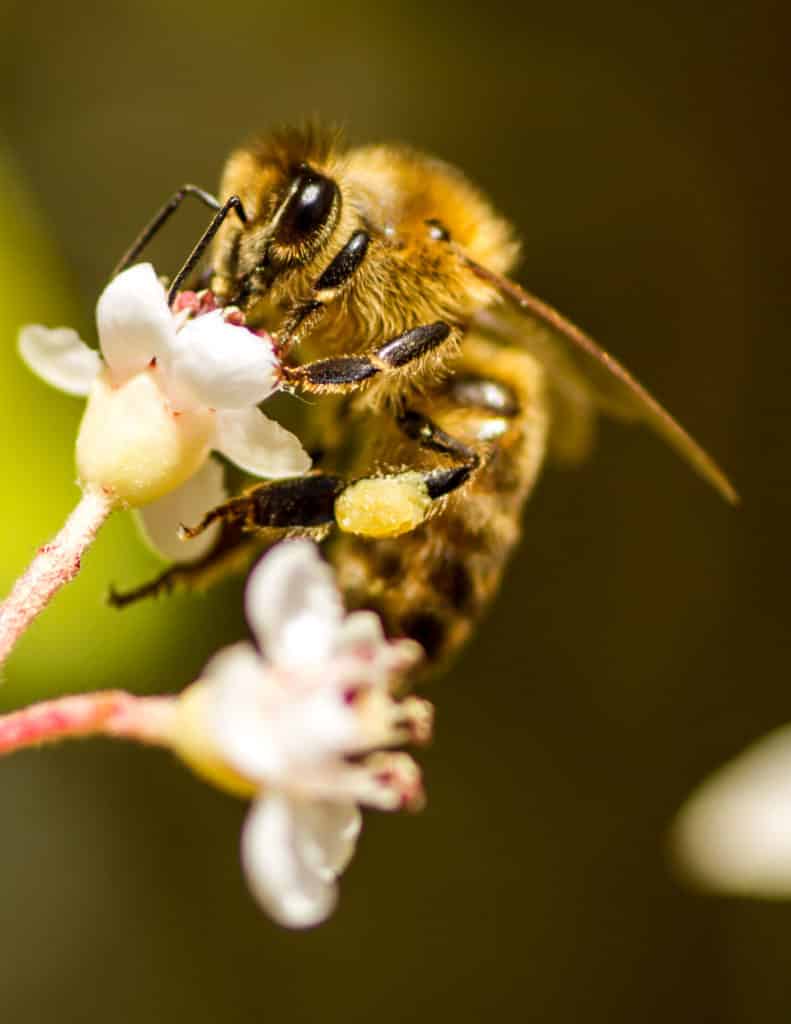 image extinción Honey bee on flower with pollen collected on rear leg