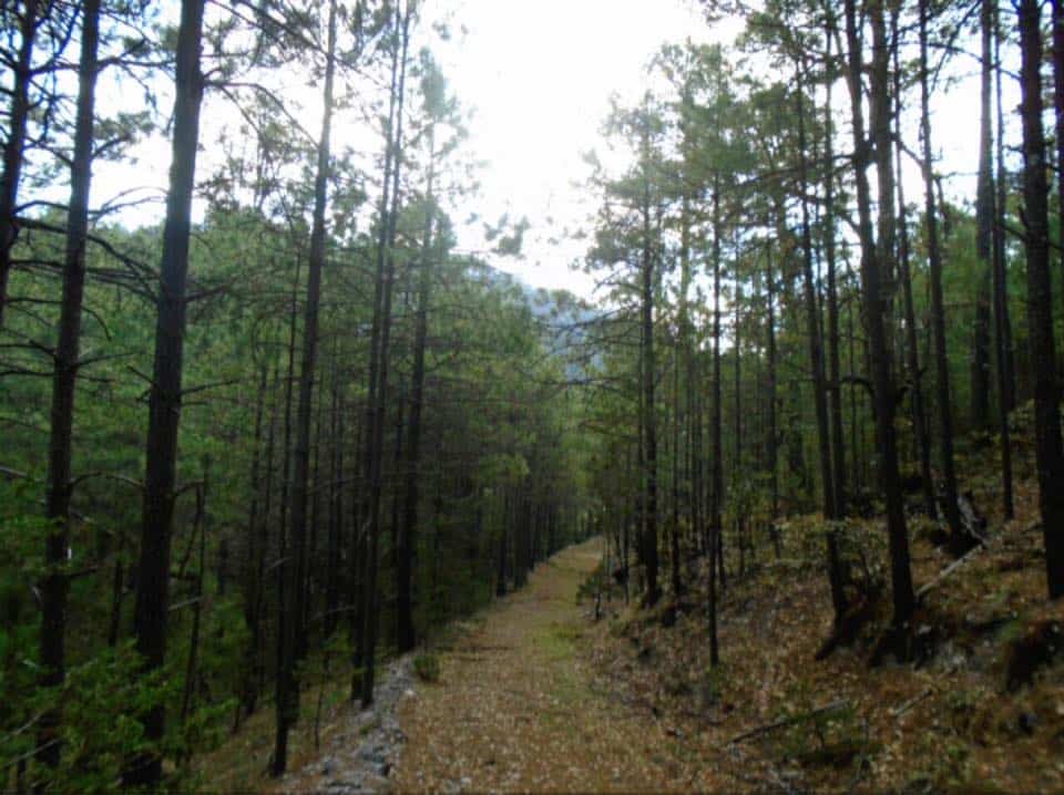 bosque mexico