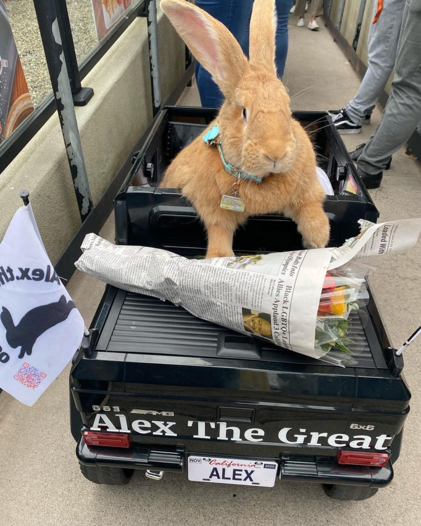 Este enorme conejo de terapia tranquiliza a los viajeros en el aeropuerto de San Francisco