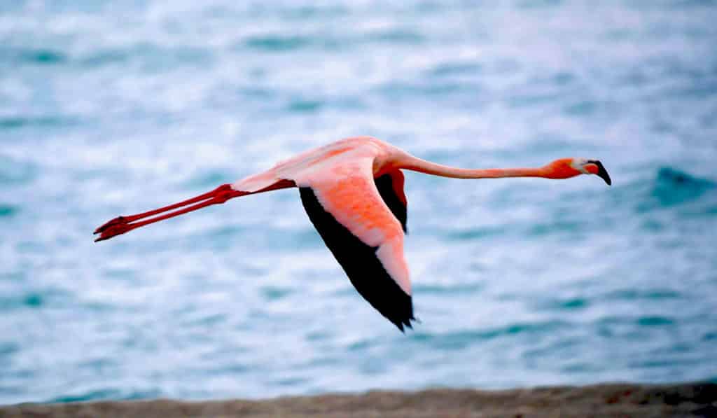 Encontraron un flamenco que reapareció 17 años después de escaparse de un zoológico en Kansas