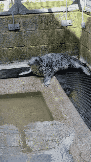 foca Esta foca fue enviada a rehabilitación por su "adicción a los humanos" Esta foca fue enviada a rehabilitación por su adicción a los humanos