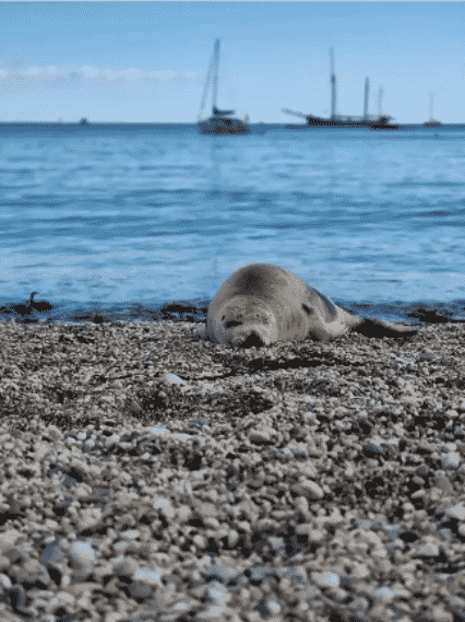 foca Esta foca fue enviada a rehabilitación por su "adicción a los humanos" image foca foca 2