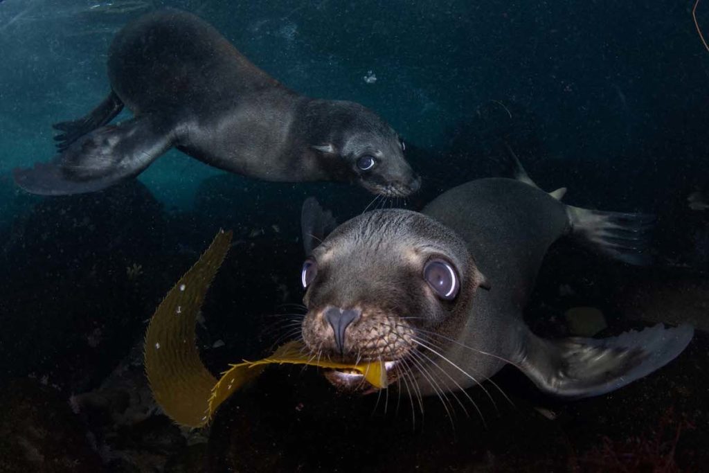 image Nature Photographer of the Year gdt society for nature 4