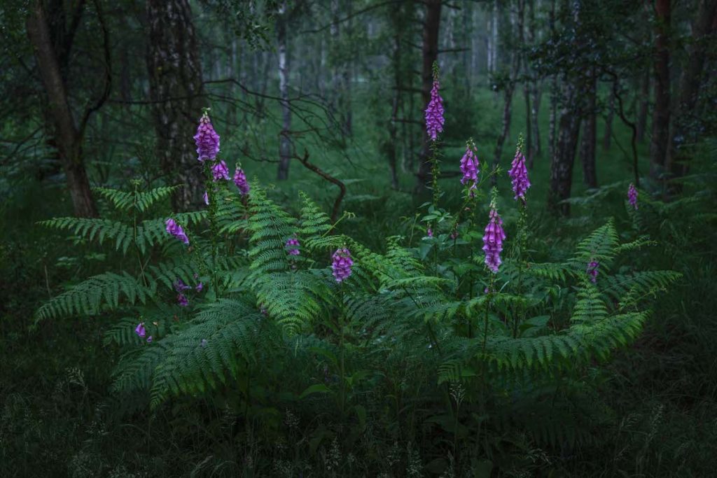 image Nature Photographer of the Year gdt society for nature 8