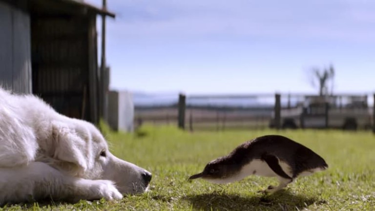 perro y pingüino